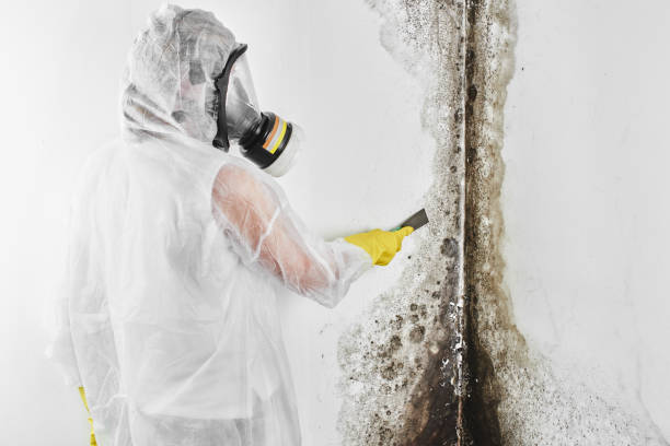 Best Certified Mold Removal  in Hartville, OH