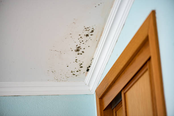 Best Best Mold Removal Companies  in Hartville, OH