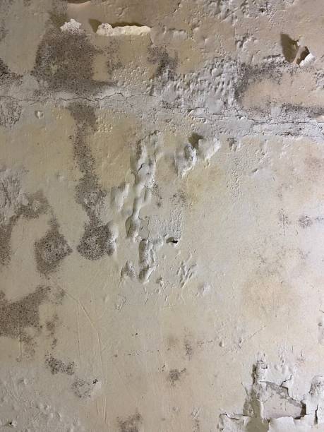 Best Residential Mold Removal  in Hartville, OH