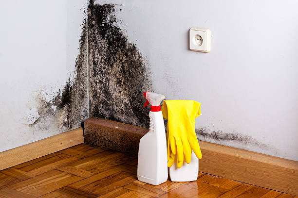 Best Local Mold Removal Service  in Hartville, OH