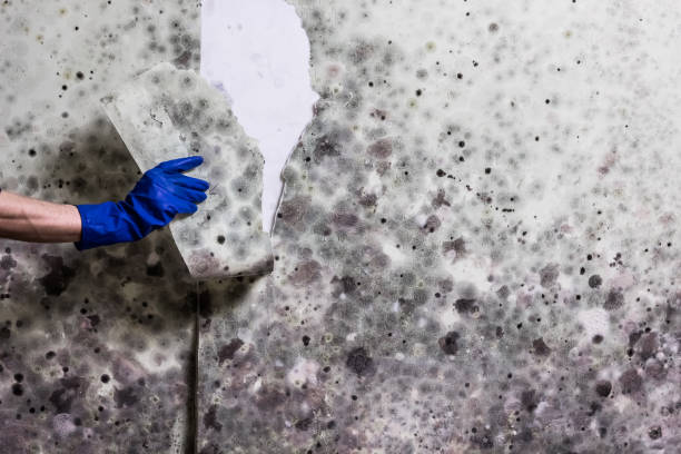 Best Fast Mold Removal  in Hartville, OH