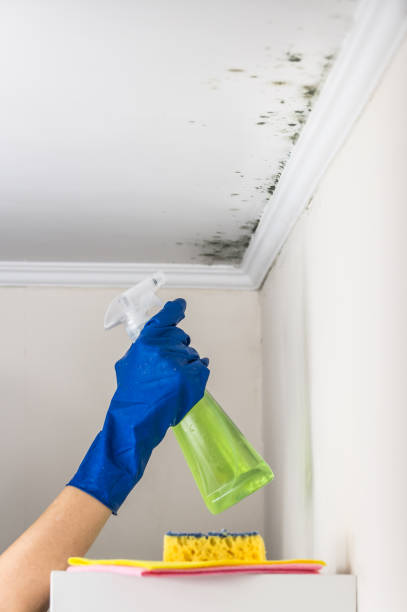 Best Toxic Mold Removal  in Hartville, OH