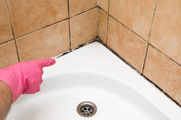 Best Mold Testing and Removal  in Hartville, OH